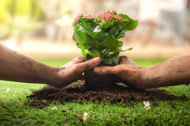 Close-up of adult hands transplanting a pink flowering plant from a pot into garden soil on green grass, symbolizing gardening, growth and spring planting.